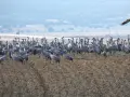 Una gran bandada de grullas se congrega en un campo arado, cerca de la laguna de Gallocanta, bajo un cielo nublado.