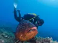 Un buceador explora las profundidades de la Costa Brava, encontrándose cara a cara con un gran mero.