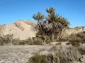 Palmeras en el desierto de Tabernas, con colinas áridas y cielo azul.