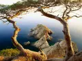 Árbol retorcido en primer plano enmarcando rocas escarpadas y mar azul, un paisaje típico de los miradores de la Costa Brava.