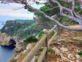 El camí de ronda l'Escala serpentea por acantilados con vistas al mar azul. Un pino retorcido se inclina sobre el sendero.