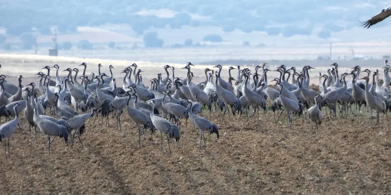 Una gran bandada de grullas se congrega en un campo arado, cerca de la laguna de Gallocanta, bajo un cielo nublado.