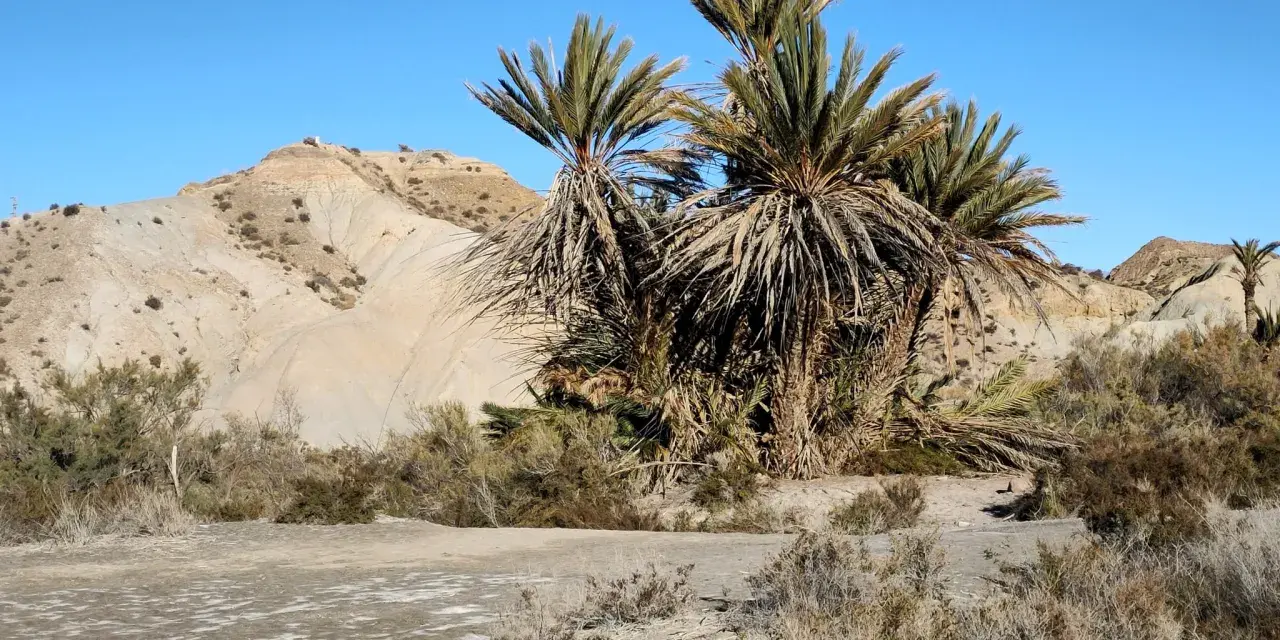 Palmeras en el desierto de Tabernas, con colinas áridas y cielo azul.