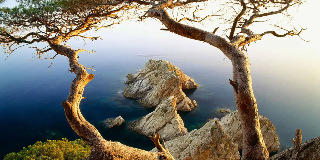 Árbol retorcido en primer plano enmarcando rocas escarpadas y mar azul, un paisaje típico de los miradores de la Costa Brava.