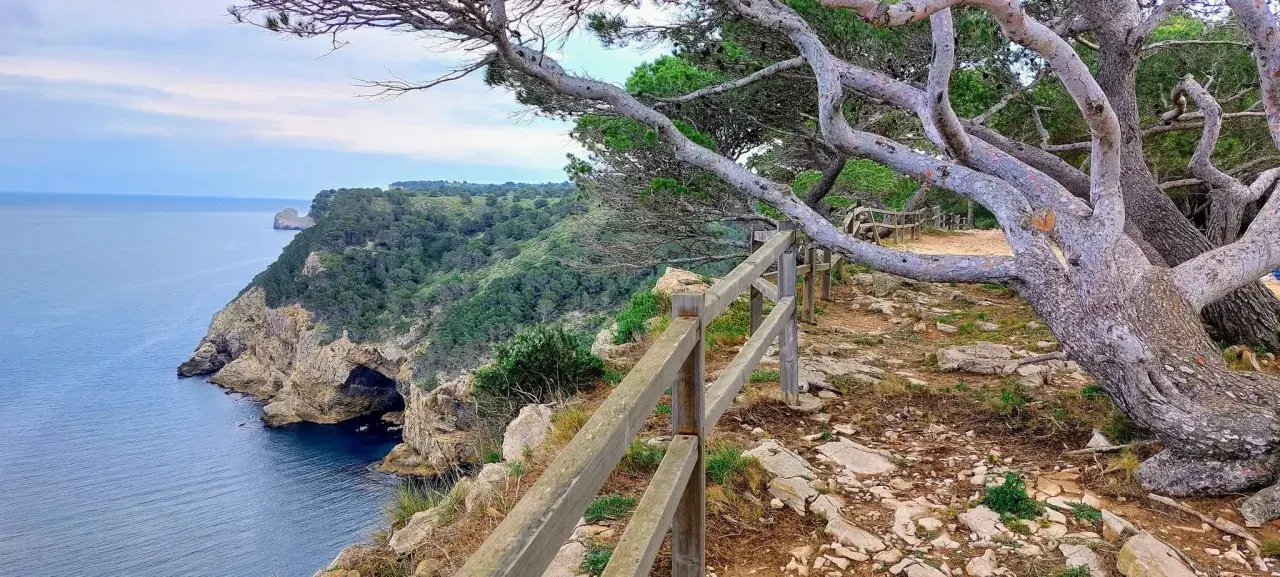 El camí de ronda l'Escala serpentea por acantilados con vistas al mar azul. Un pino retorcido se inclina sobre el sendero.