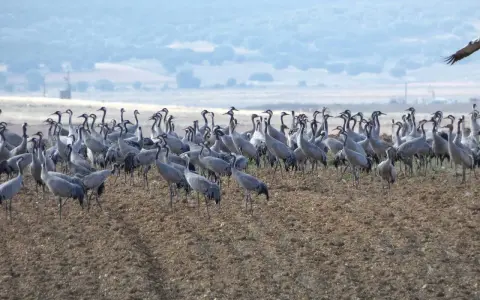 Una gran bandada de grullas se congrega en un campo arado, cerca de la laguna de Gallocanta, bajo un cielo nublado.