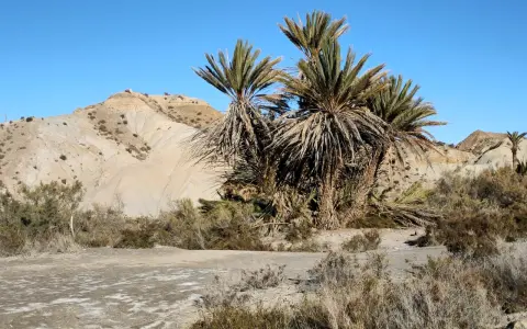 Palmeras en el desierto de Tabernas, con colinas áridas y cielo azul.