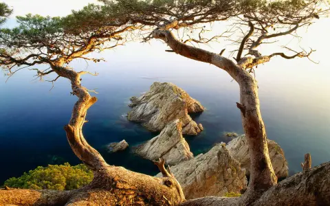 Árbol retorcido en primer plano enmarcando rocas escarpadas y mar azul, un paisaje típico de los miradores de la Costa Brava.