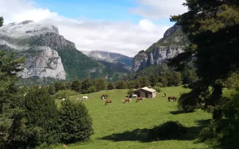 Caballos pastando en un prado verde con una cabaña de piedra y montañas nevadas al fondo, un paisaje típico de los **Aragüés del Puerto**.