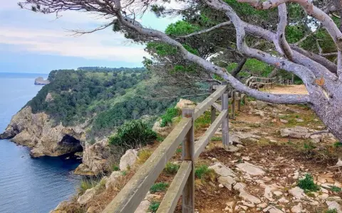 El camí de ronda l'Escala serpentea por acantilados con vistas al mar azul. Un pino retorcido se inclina sobre el sendero.