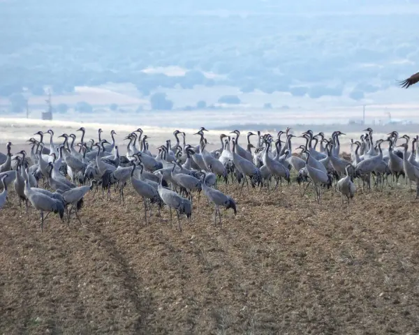 Una gran bandada de grullas se congrega en un campo arado, cerca de la laguna de Gallocanta, bajo un cielo nublado.