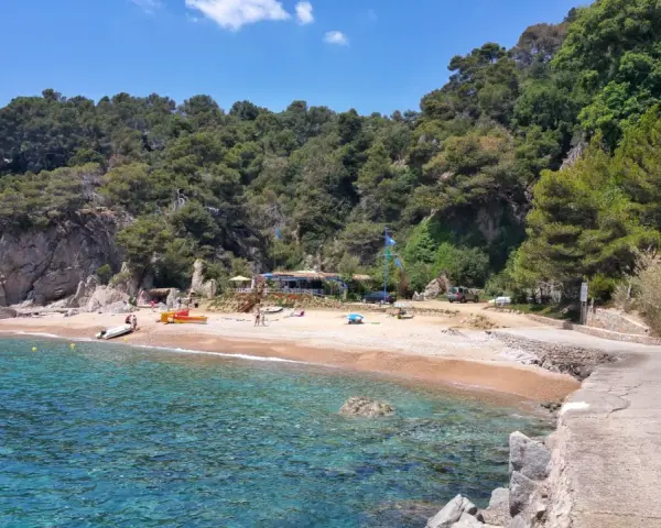 Aguas cristalinas y arena dorada en Cala d'en Carlos, con un chiringuito y pinos frondosos.
