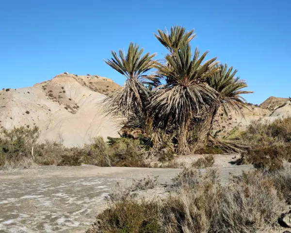 Palmeras en el desierto de Tabernas, con colinas áridas y cielo azul.