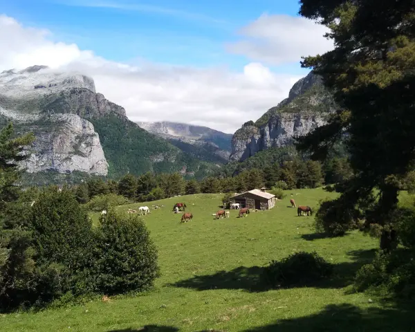 Caballos pastando en un prado verde con una cabaña de piedra y montañas nevadas al fondo, un paisaje típico de los **Aragüés del Puerto**.