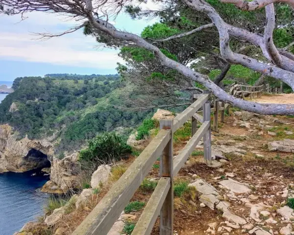 El camí de ronda l'Escala serpentea por acantilados con vistas al mar azul. Un pino retorcido se inclina sobre el sendero.