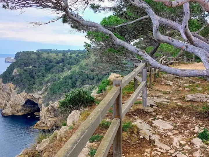 El camí de ronda l'Escala serpentea por acantilados con vistas al mar azul. Un pino retorcido se inclina sobre el sendero.