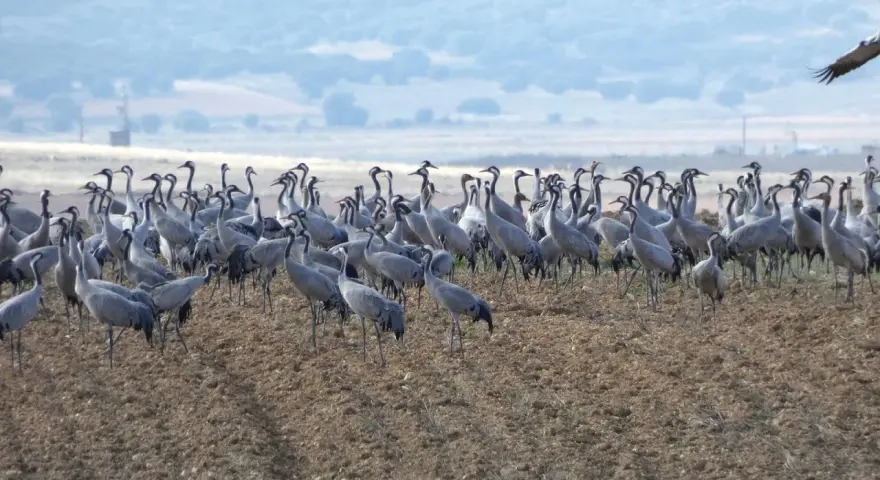 Una gran bandada de grullas se congrega en un campo arado, cerca de la laguna de Gallocanta, bajo un cielo nublado.