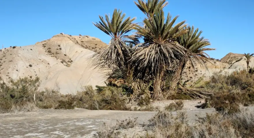 Palmeras en el desierto de Tabernas, con colinas áridas y cielo azul.