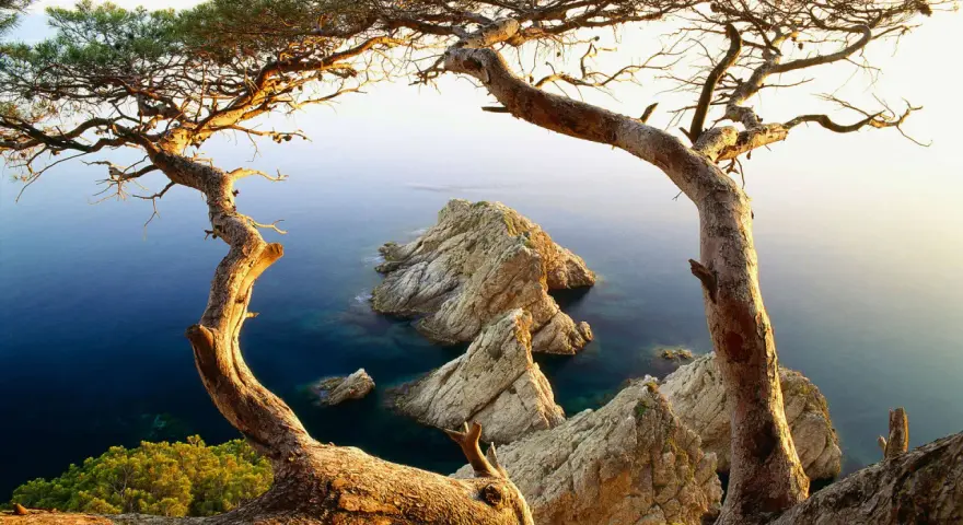 Árbol retorcido en primer plano enmarcando rocas escarpadas y mar azul, un paisaje típico de los miradores de la Costa Brava.