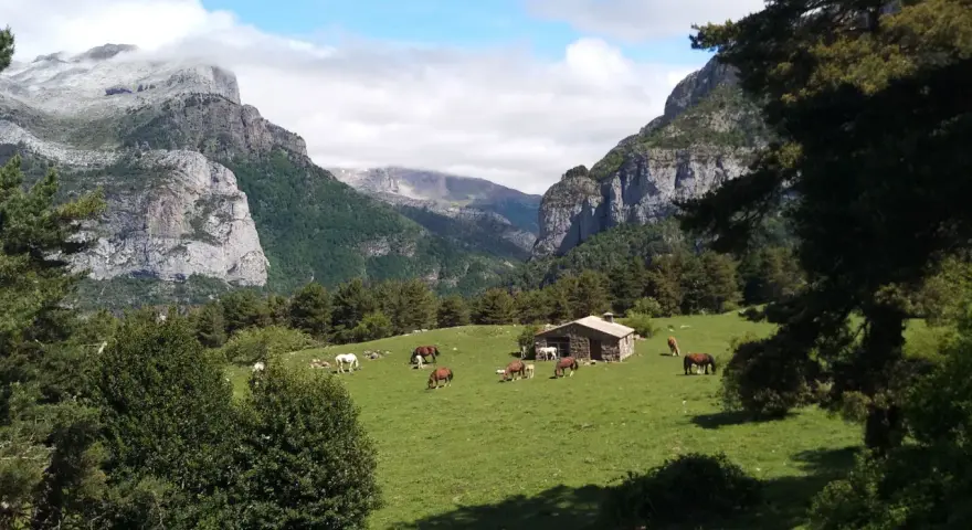 Caballos pastando en un prado verde con una cabaña de piedra y montañas nevadas al fondo, un paisaje típico de los **Aragüés del Puerto**.
