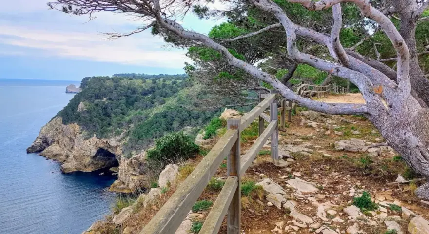El camí de ronda l'Escala serpentea por acantilados con vistas al mar azul. Un pino retorcido se inclina sobre el sendero.