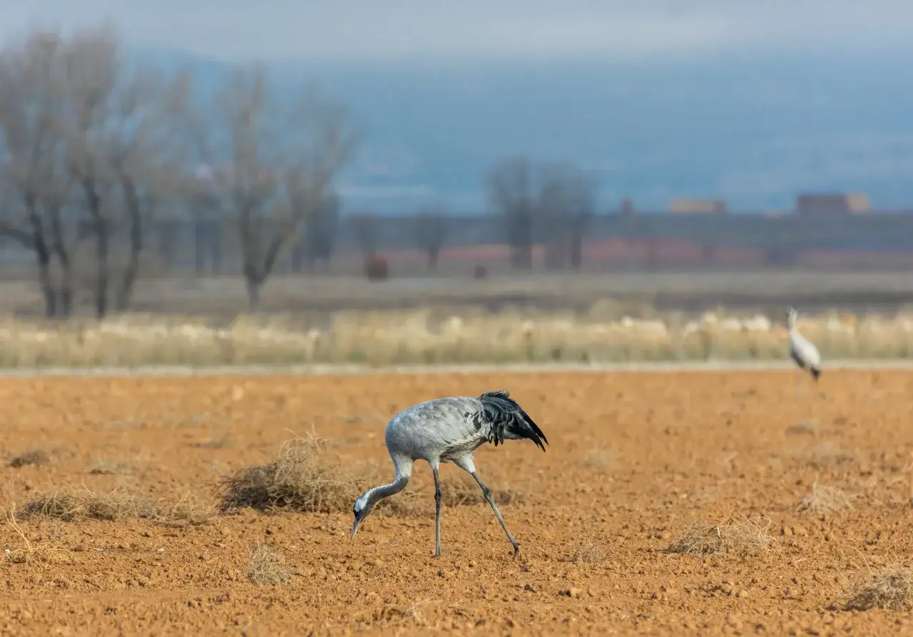 Grulla picoteando en la laguna de Gallocanta. Otra grulla a lo lejos.