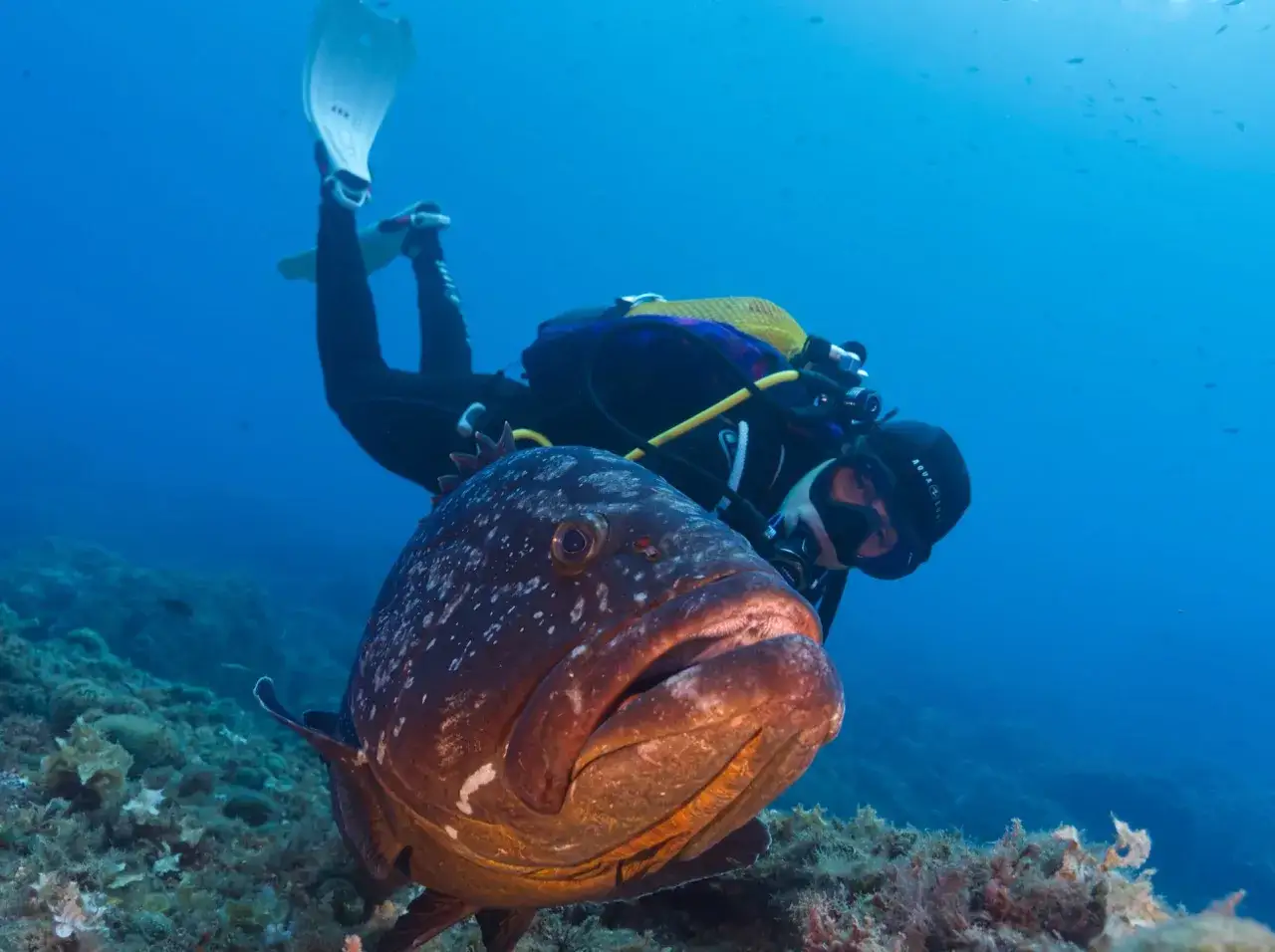 Un buceador se acerca a un gran pez mero en las aguas cristalinas de la Costa Brava.