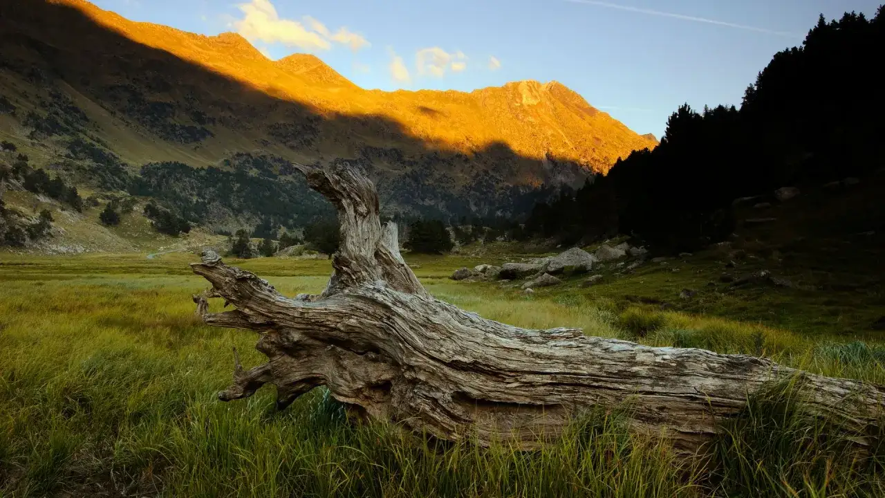 Tronco seco en prado verde, montañas doradas por el sol. Un paisaje idílico para descubrir qué ver en el Pirineo Aragonés.