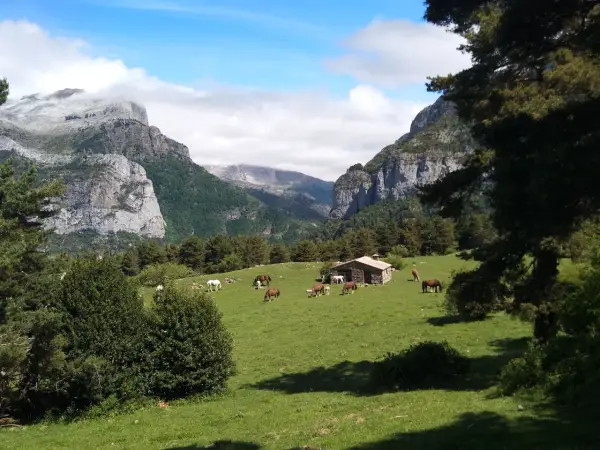 Caballos pastando en un prado verde con una cabaña de piedra y montañas nevadas al fondo, un paisaje típico de los **Aragüés del Puerto**.